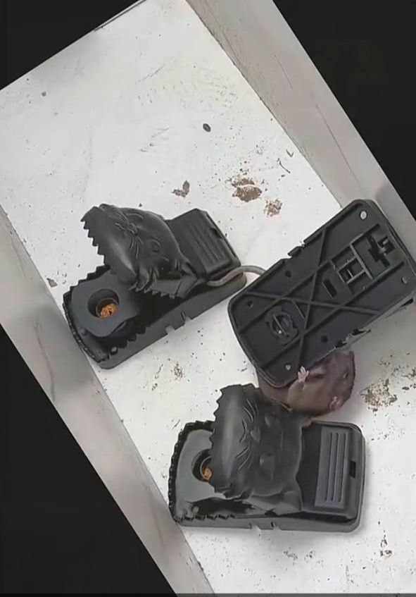 Hasil Tangkapan TIKUS KILLER 1